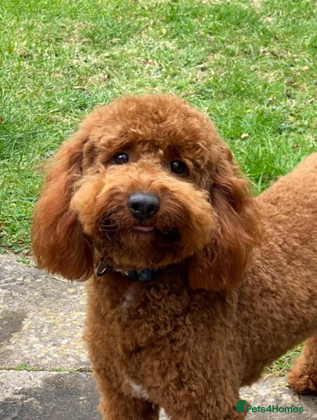 Mini Goldendoodle dogs for sale: Stunning Goldendoodle Puppies - Advert 18