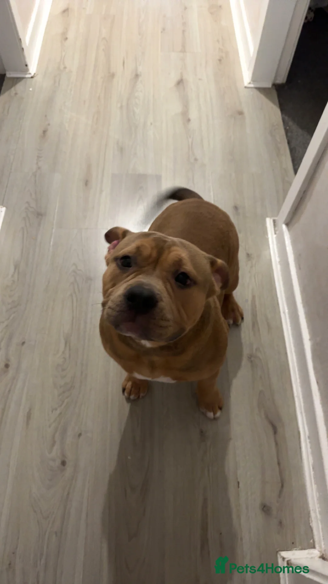 American Bully dogs for sale: Pocket bullys in Airdrie - Advert 2