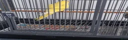 Ringnecks birds for sale: Beautiful lutino young talking parrot  - Advert 3