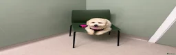 Mixed Breed dogs for sale: Stunning Toy Breed Shihpoo x Poochon - Advert 3