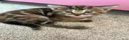 Mixed Breed cats for sale: 4 beautiful kittens  in Godalming - Advert 9