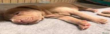 Puppy 3