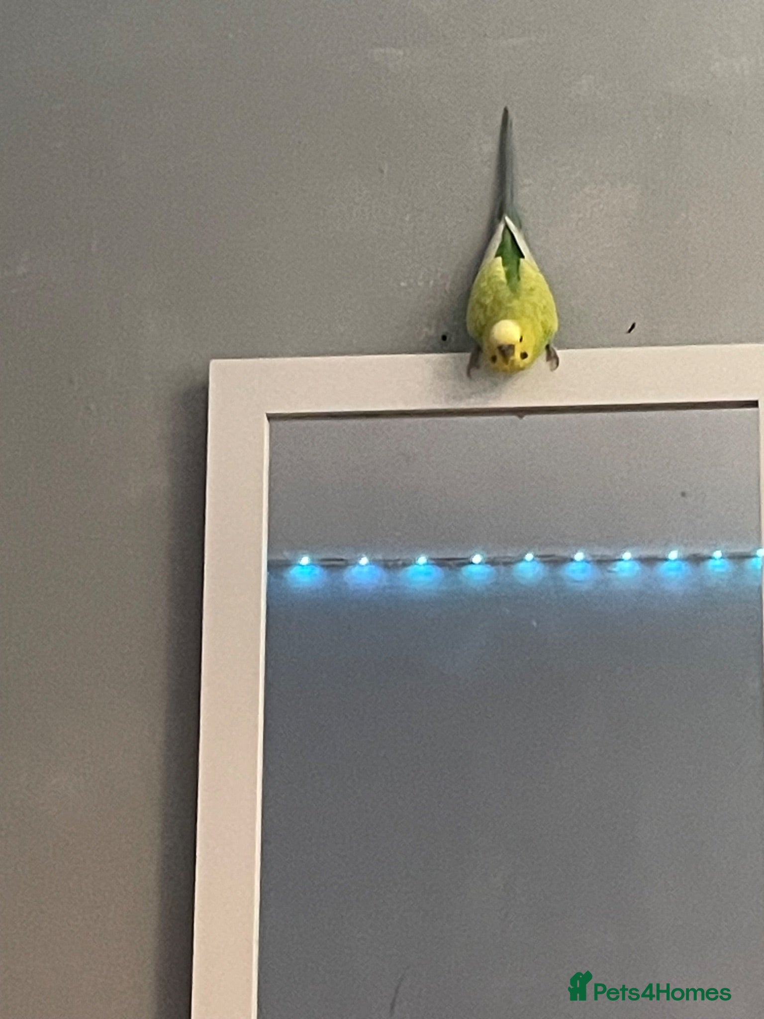 Budgerigars birds Two bonded budgies for sale! - Advert 1