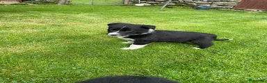 Border Collie 4