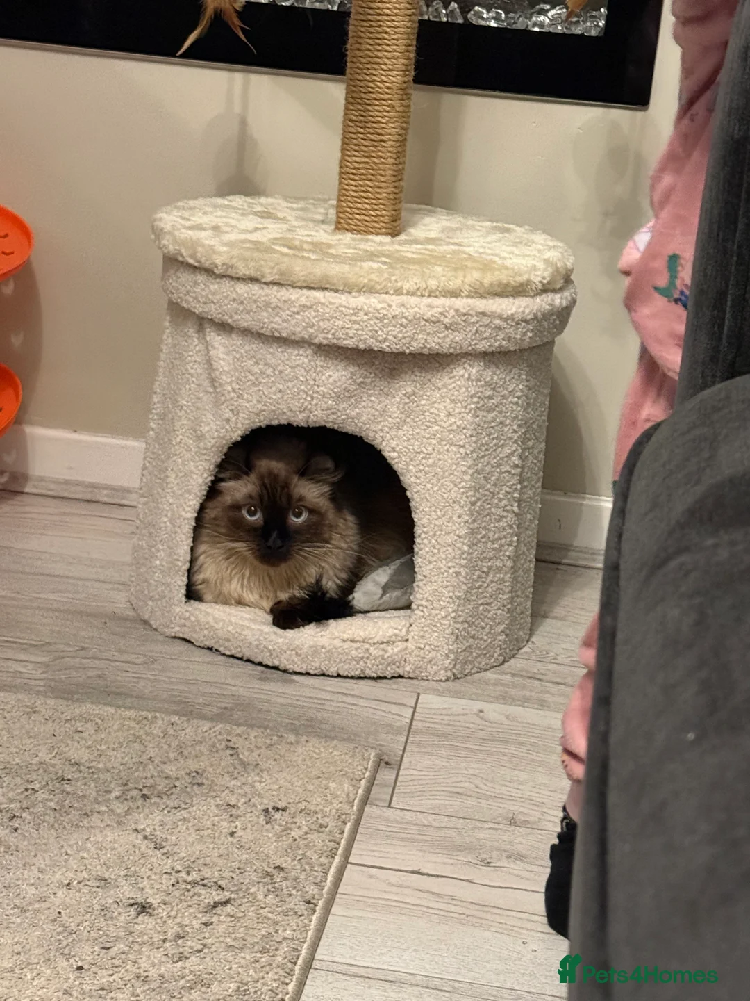 American Curl cats for sale: Beautiful boy - Advert 4