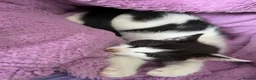 British Shorthair cats for sale: Beautiful black and white female kitten in Royston - Advert 2