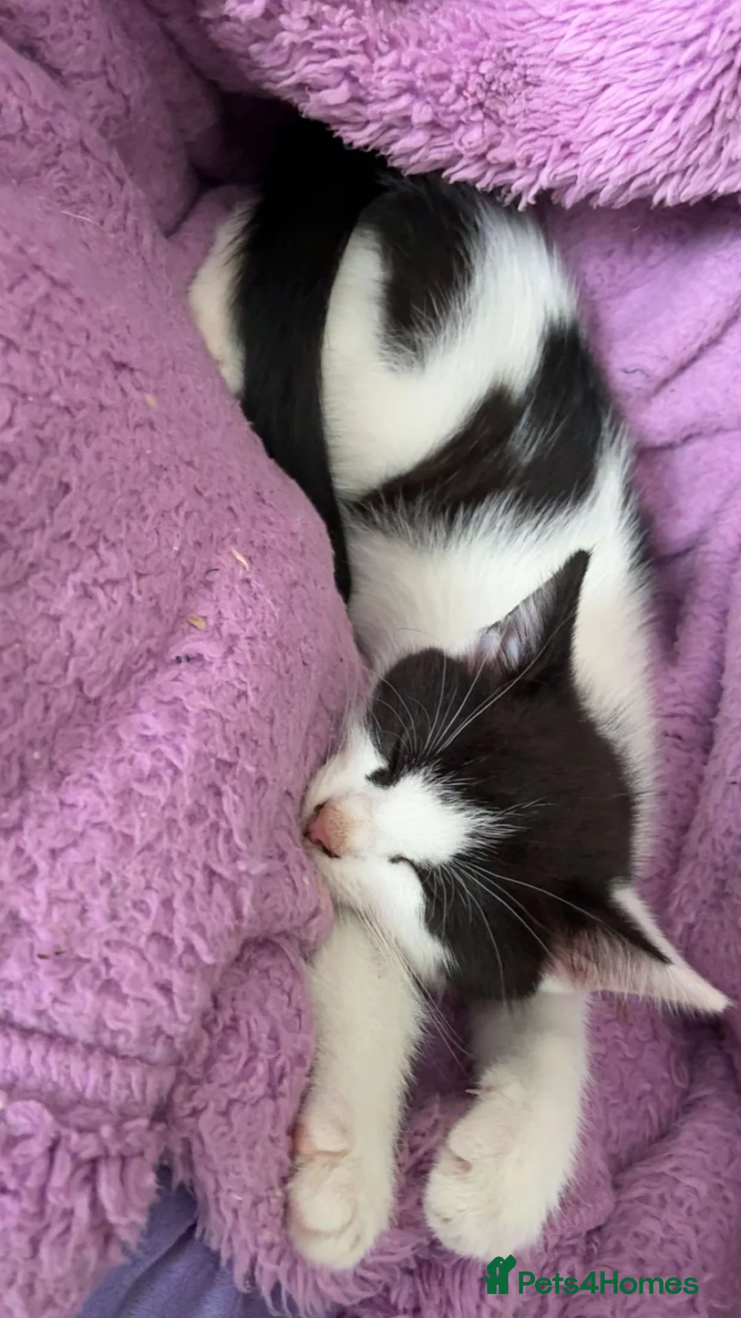 British Shorthair cats for sale: Beautiful black and white female kitten in Royston - Advert 2