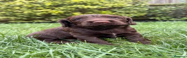 Cocker Spaniel 1