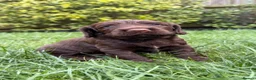 Cocker Spaniel dogs for sale: KC Registered working cocker spaniel puppies  - Advert 3