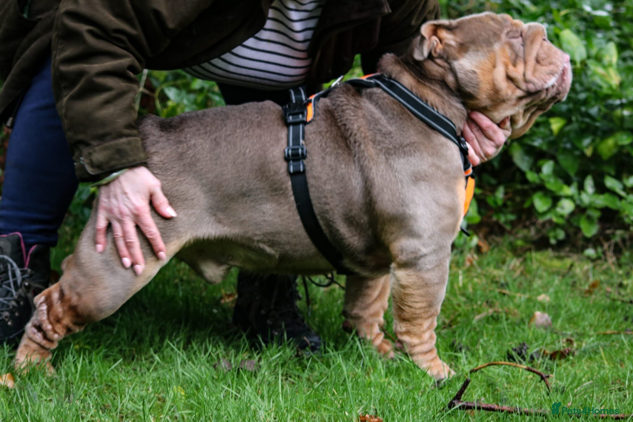 English Bulldog dogs Now proven English Bulldog at stud - Advert 1