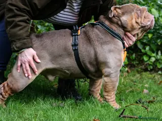 English Bulldog dogs Now proven English Bulldog at stud - Advert 1