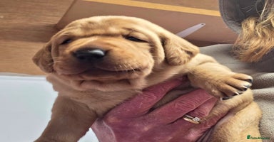 Labrador Retriever dogs - Advert 2