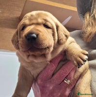 Labrador Retriever dogs - Advert 2