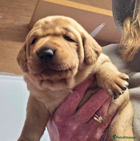 Labrador Retriever dogs - Advert 2