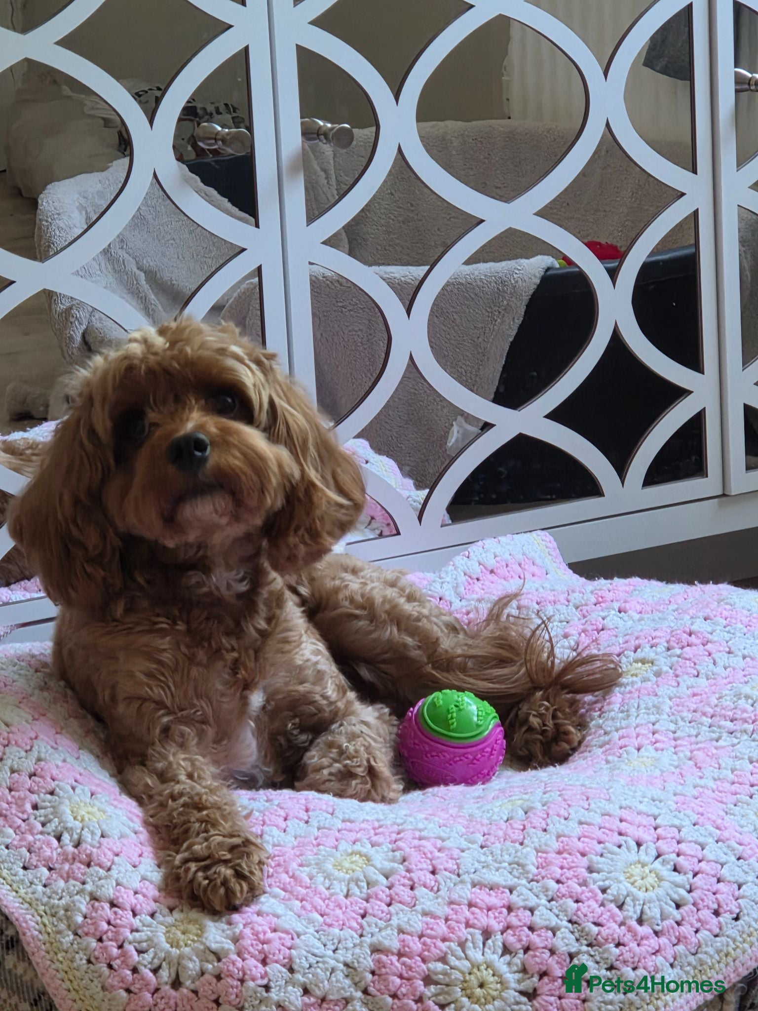Cavapoo dogs Cavapoo girl  - Advert 1