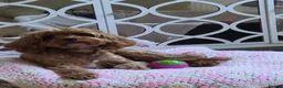 Cavapoo dogs for sale: Cavapoo girl  in Spalding - Advert 1