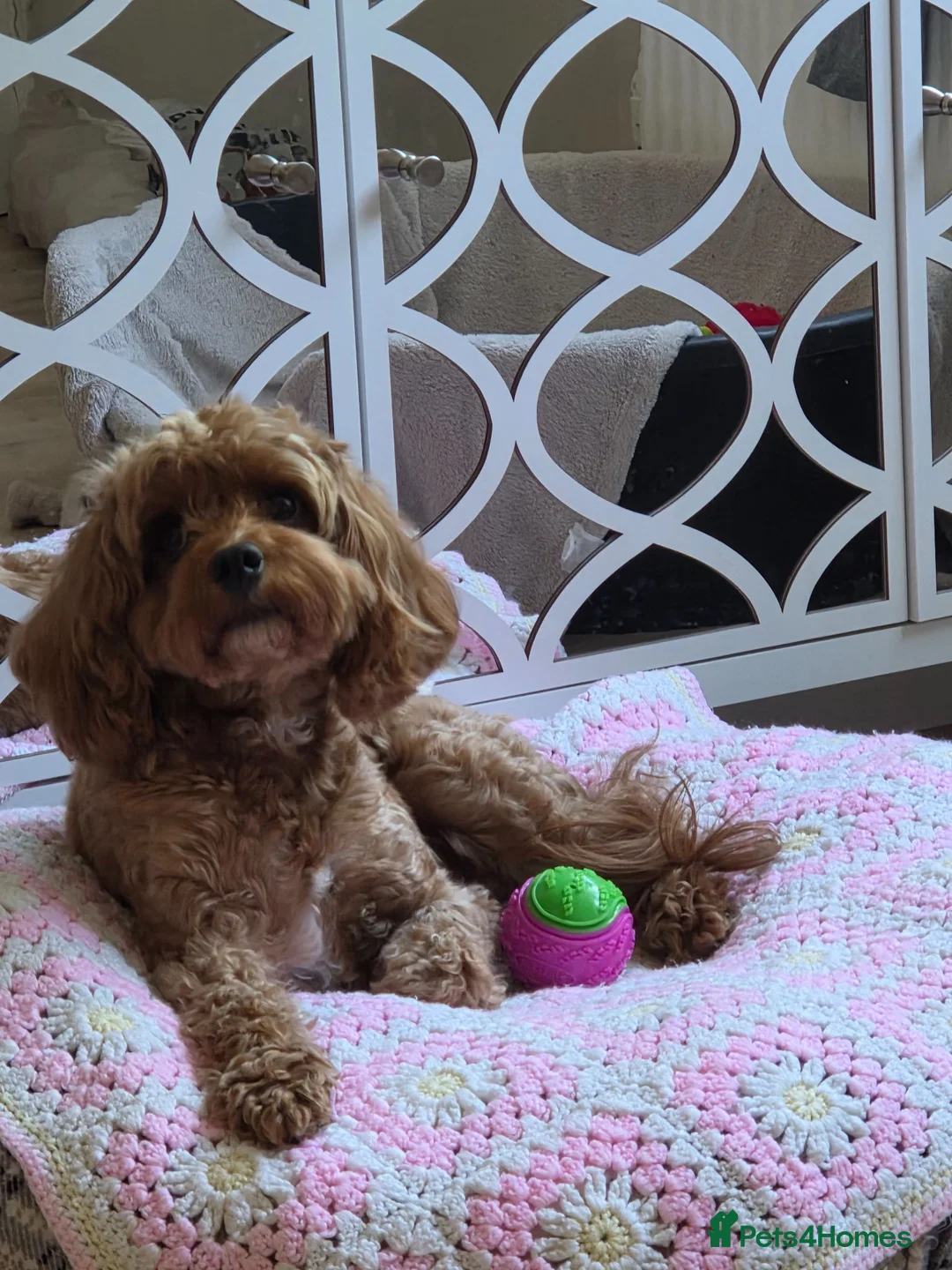 Cavapoo dogs for sale: Cavapoo girl  in Spalding - Advert 1