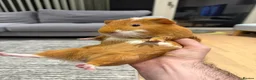Guinea Pig rodents for sale: Adorable Male Guinea Pig – Cinnamon 🐹  in Southall - Advert 2