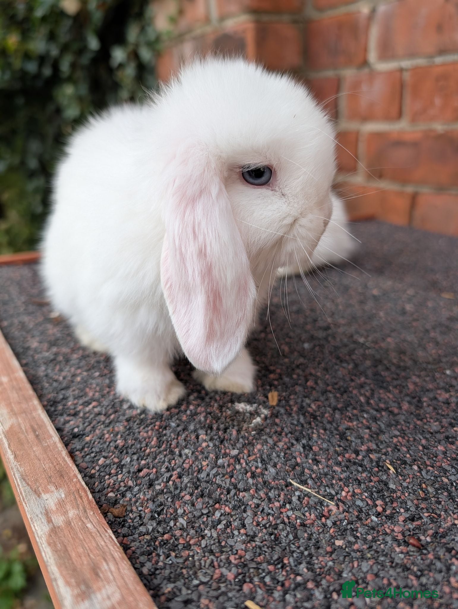 Mini Lop rabbits Mini lop babies looking for homes  - Advert 17