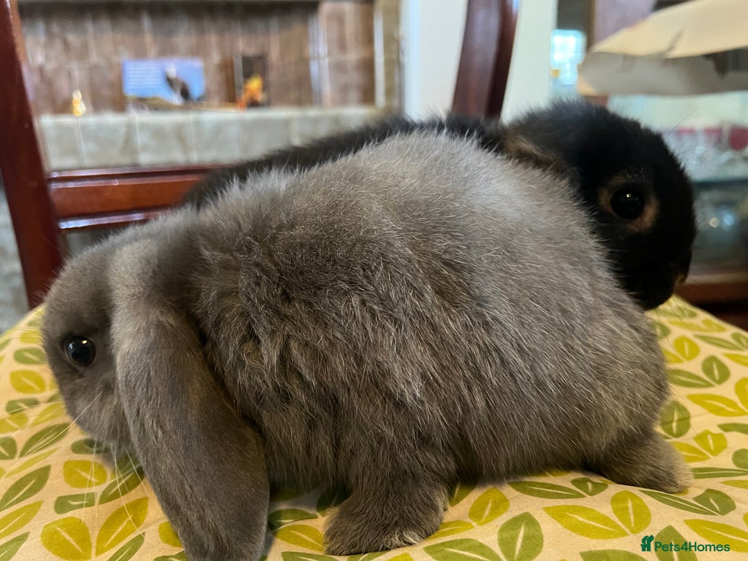 Mini Lop rabbits for sale: Two Mini Lop with Plush Baby Boys - Image 6