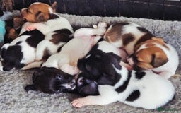 Jack Russell dogs for sale: 2 boys & 1 girl left, Ready & available from today - Image 16