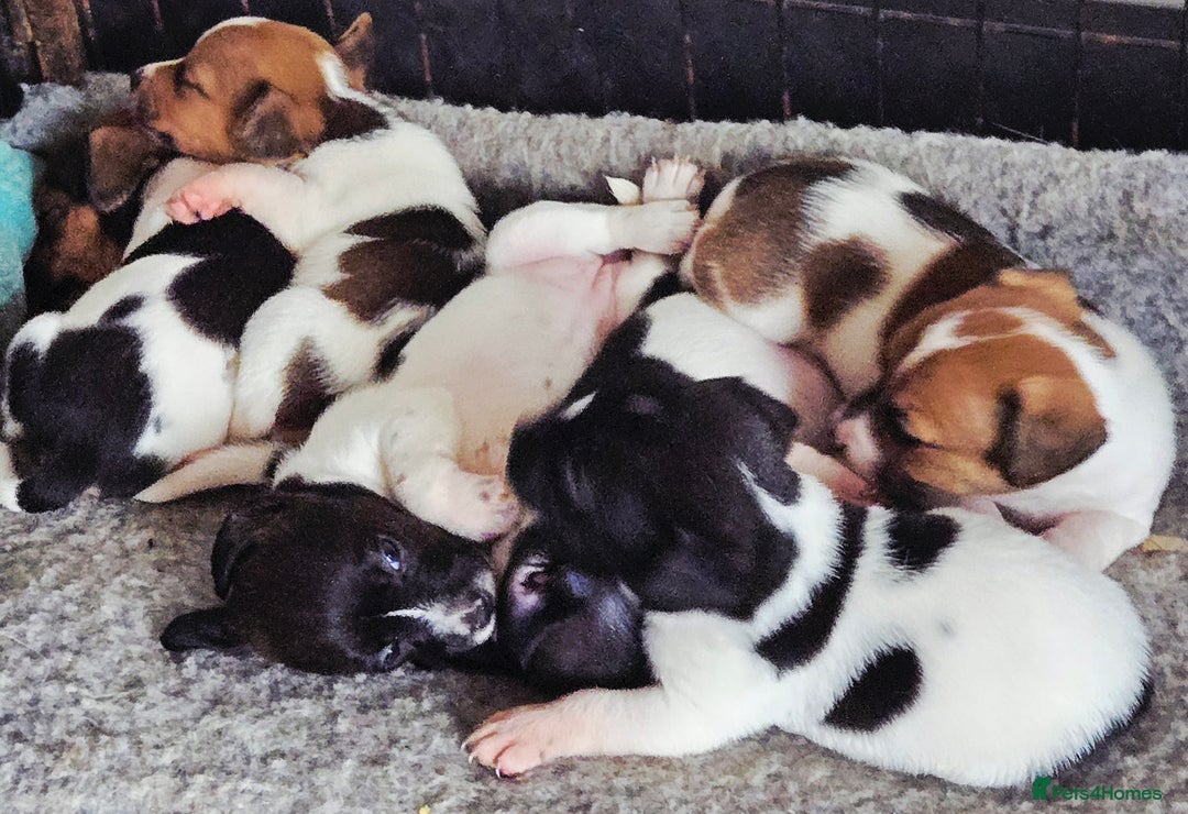 Jack Russell dogs for sale: 2 boys & 1 girl left, Ready & available from today - Image 16