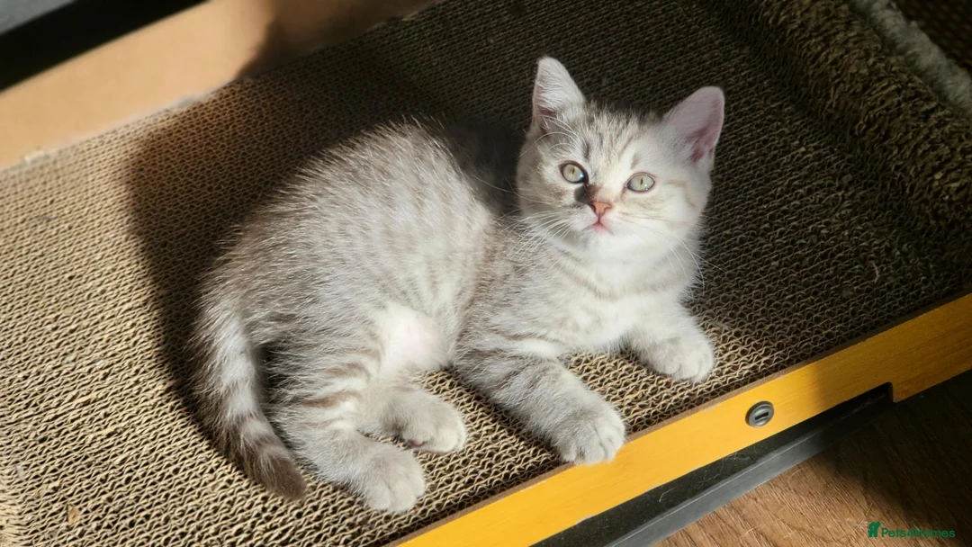 Scottish Fold cats for sale: Adorable Scottish fold kittens - Advert 2