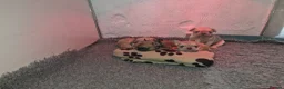French Bulldog dogs for sale: French Bulldog KC Puppies - Advert 8