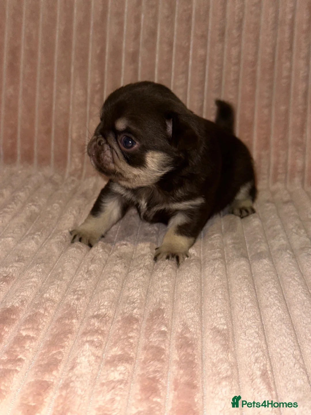 Pug dogs for sale: Gorgeous Pug Puppies - Advert 26