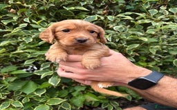 Cocker Spaniel dogs for sale: Health Tested Clear Cocker Spaniel Puppies  - Image 24