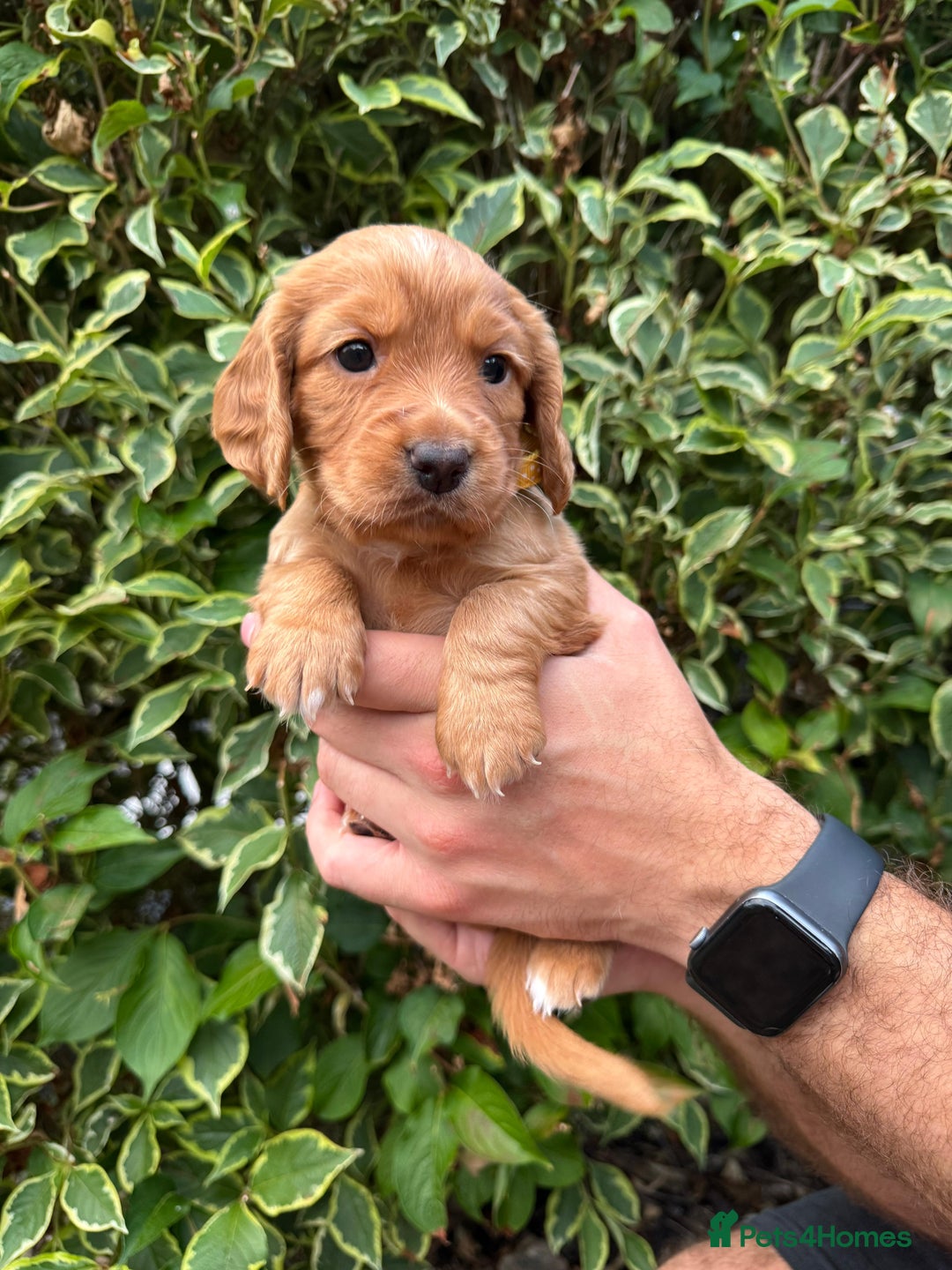 Cocker Spaniel dogs for sale: Health Tested Clear Cocker Spaniel Puppies  - Image 24