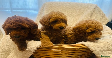 Toy Poodle dogs - Advert 11