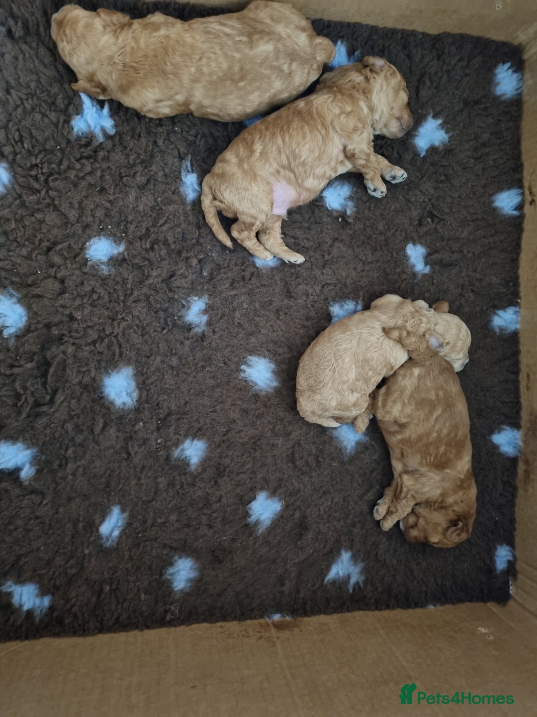Miniature Poodle dogs for sale: Beautiful Miniature poodles  - Image 19