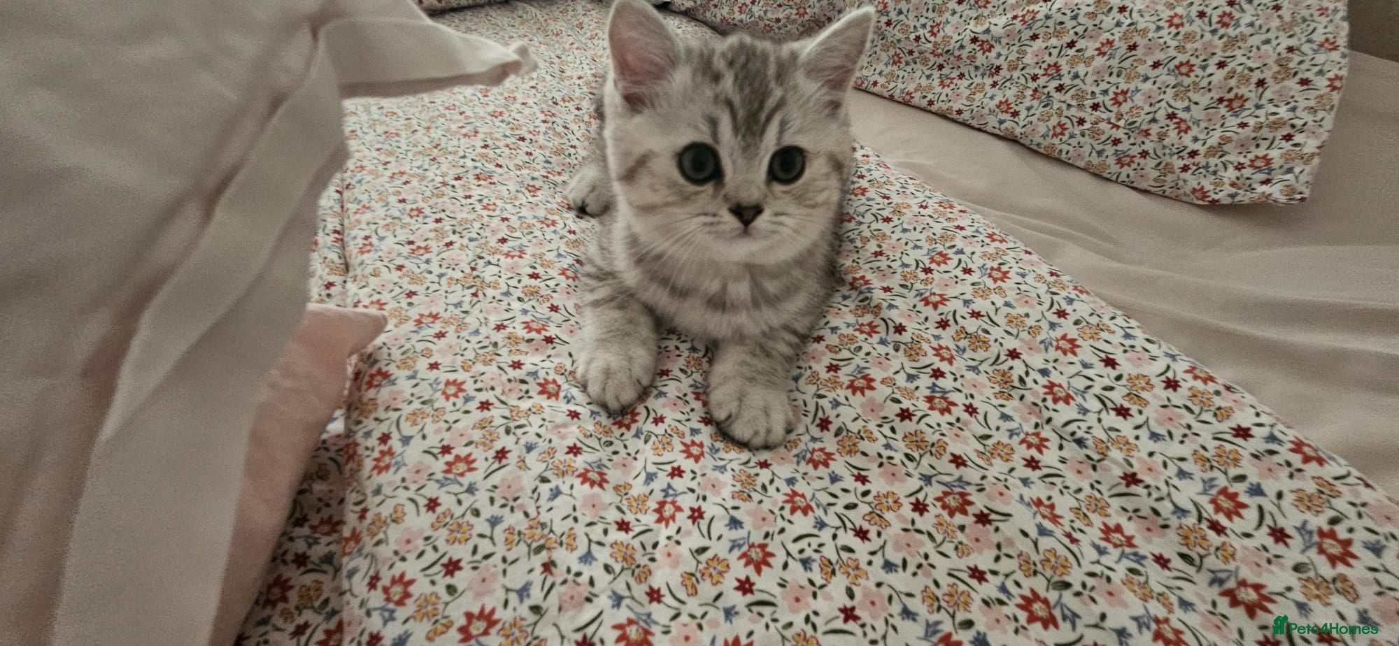 British Shorthair cats GCCF Blue BSH chunky champion lines - Advert 2