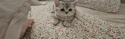 British Shorthair cats for sale: GCCF Blue BSH chunky champion lines - Advert 7