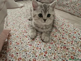 British Shorthair cats GCCF Blue BSH chunky champion lines - Advert 2