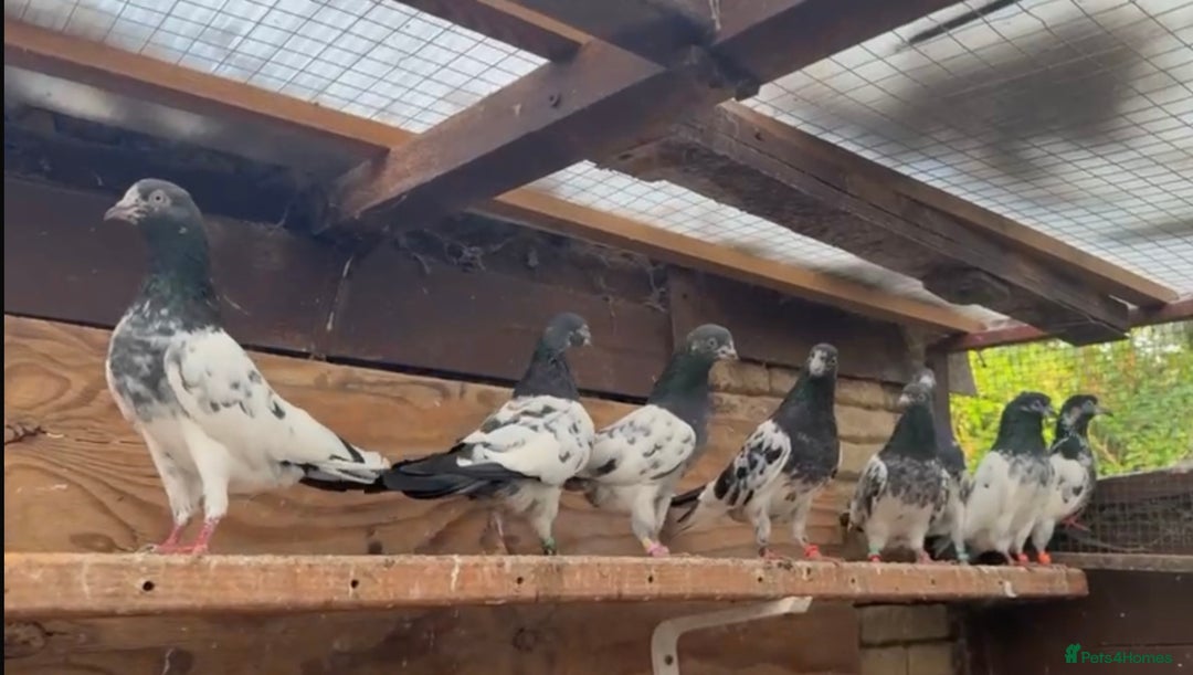 Pigeons birds for sale: Pakistani pigeons for sale  - Image 2