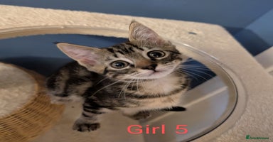Ragdoll cats - Advert 12