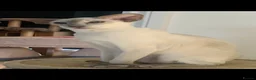 Oriental cats for sale: Stunning GCCF Reg. Lilac Point Siamese Boys - Advert 6
