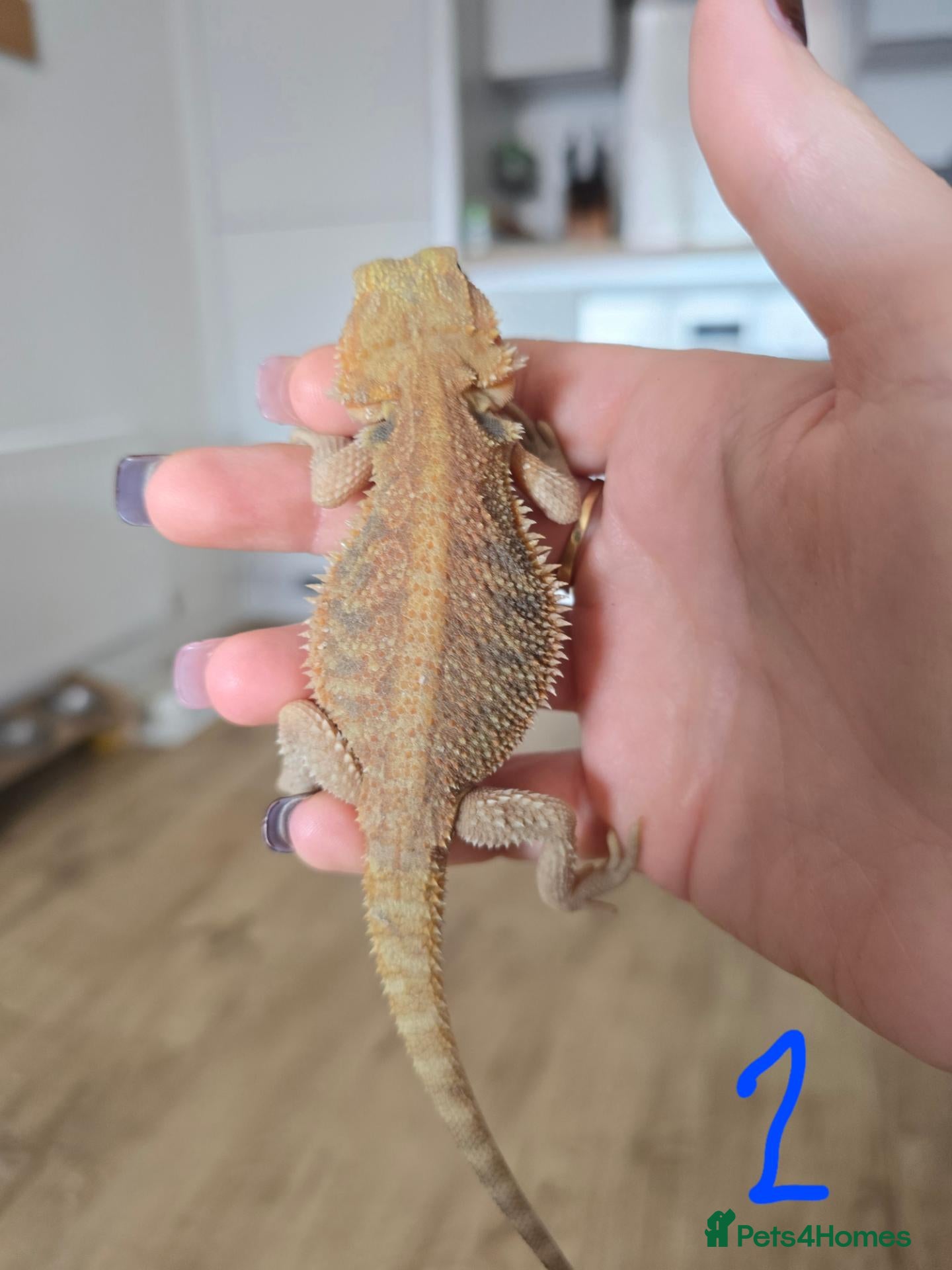 Bearded Dragon reptiles Baby Bearded Dragons - Advert 2