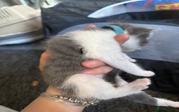 Mixed Breed cats for sale: mixed breed kittens for sale - Image 8