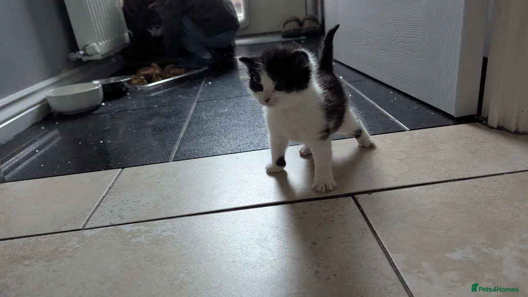 RagaMuffin cats for sale: Adorable playful Ragamuffin x longhair kittens - Advert 2