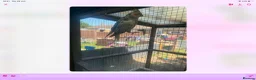 Cockatiels birds for sale: Baby cocktails for sale - Advert 19