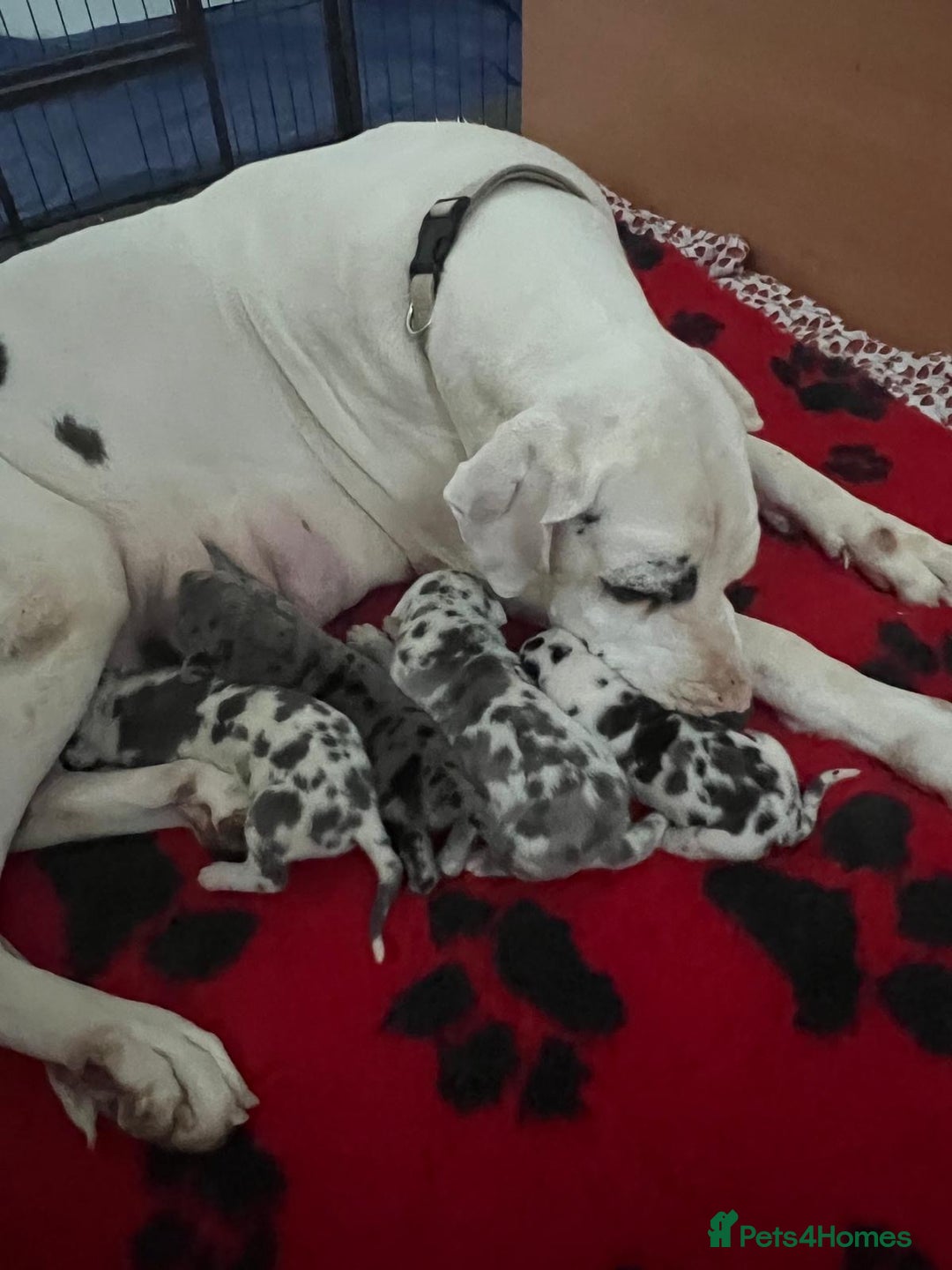 Great Dane dogs for sale: Purebred Great Dane Puppies – European Bloodline  - Image 19