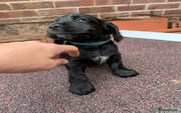 Cocker Spaniel dogs for sale: cocker spaniel pups ready for reserve - Image 20