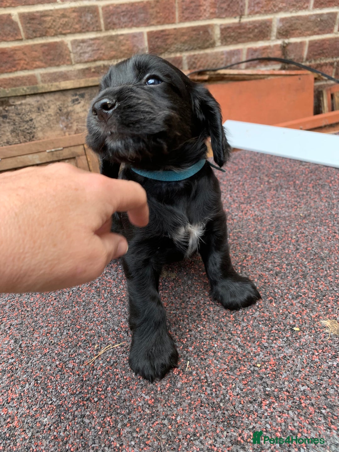 Cocker Spaniel dogs for sale: cocker spaniel pups ready for reserve - Image 20