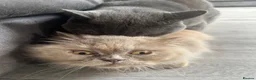 British Shorthair cats for sale: Full British blue kittens - Advert 12