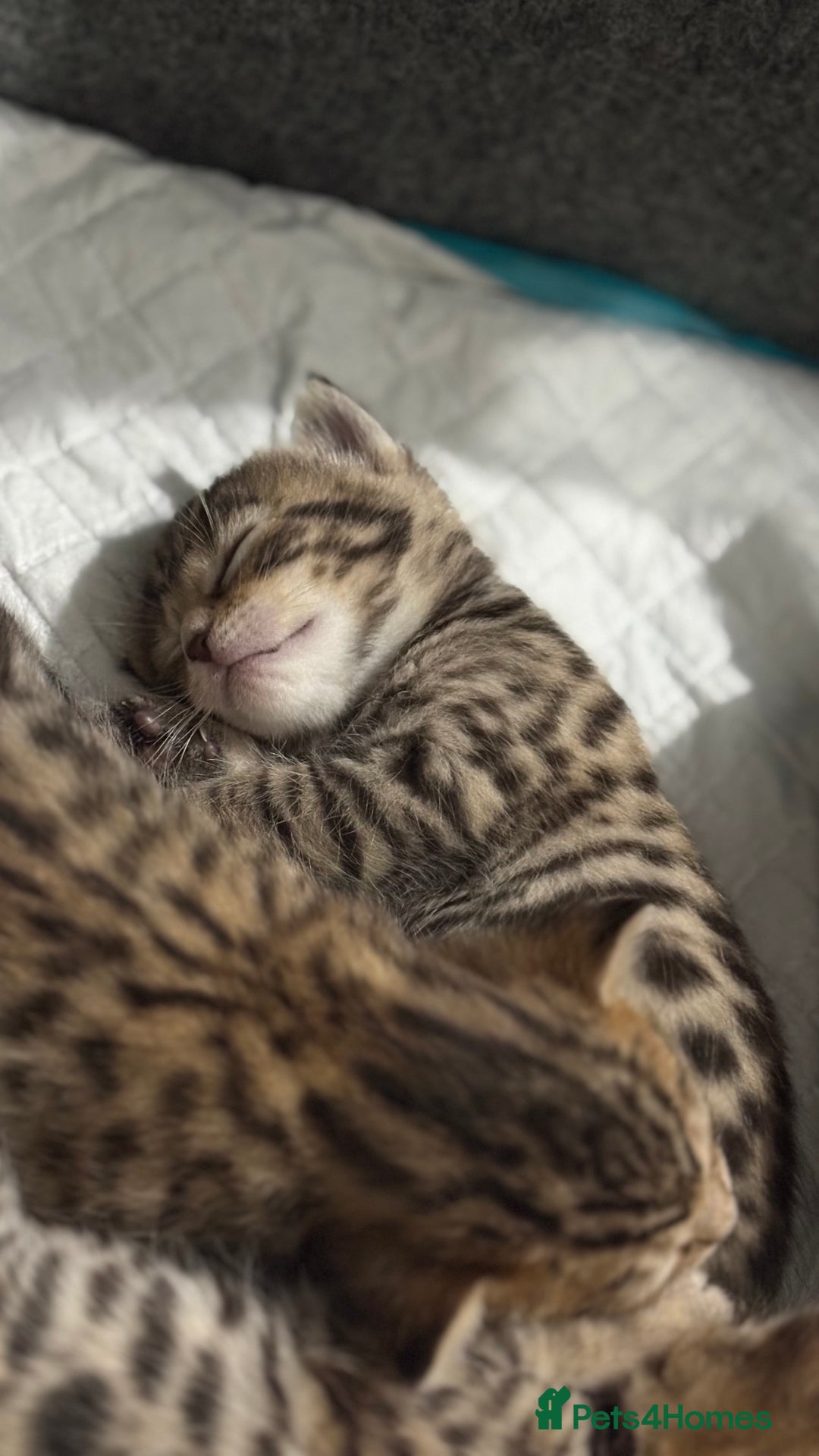 Bengal cats for sale: Pure Bengal Kittens For sale  - Advert 4