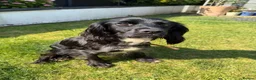 Cocker Spaniel dogs for sale: 4 Remaining Gorgeous Cocker Spaniel puppies.  - Advert 3