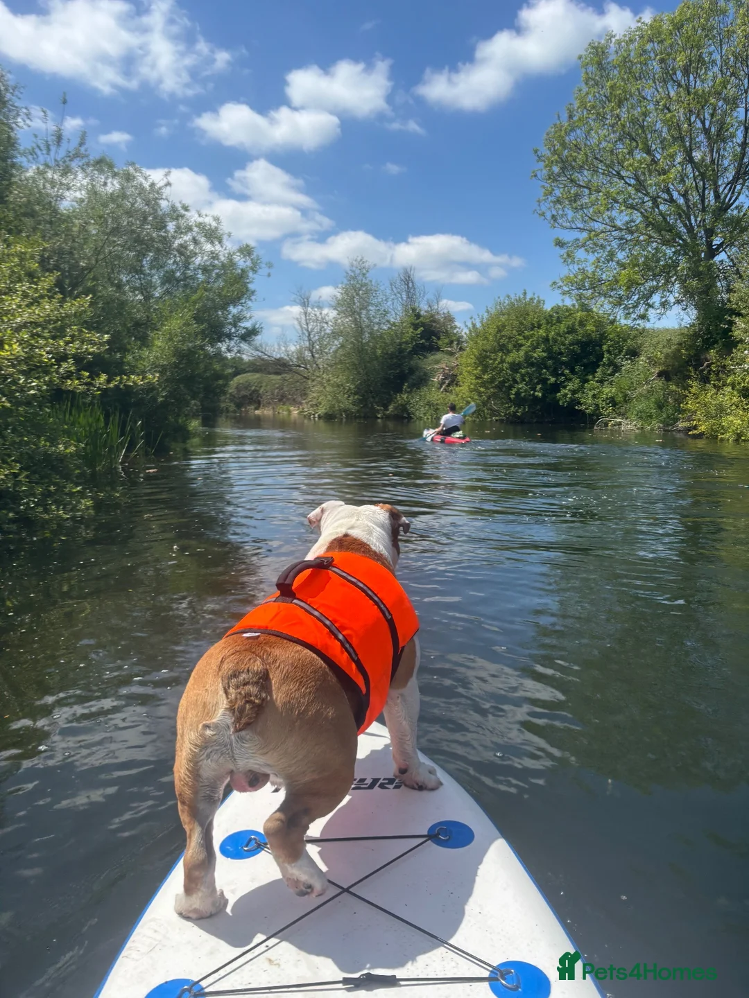 English Bulldog dogs for stud: Red & White Champion Line Pedigree English Bulldog in Wareham - Advert 3